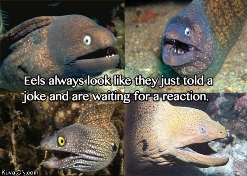 eels_look_like.jpeg