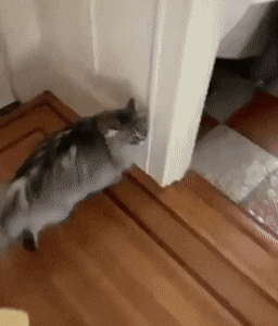 ei_ollu_tonnikalaa.gif