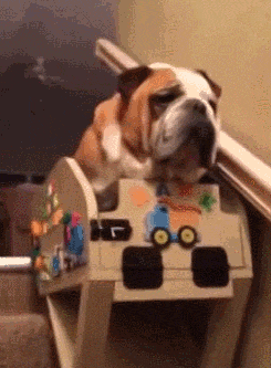 elderly_dog_has_his_own_stair_lift.gif