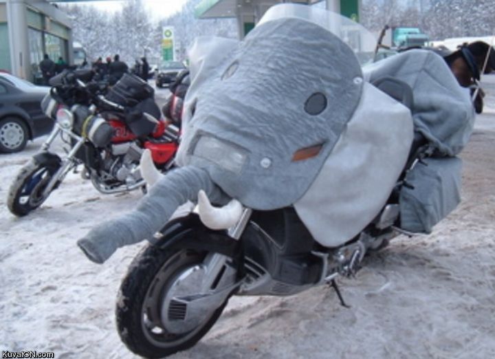 elephant_bike.jpg