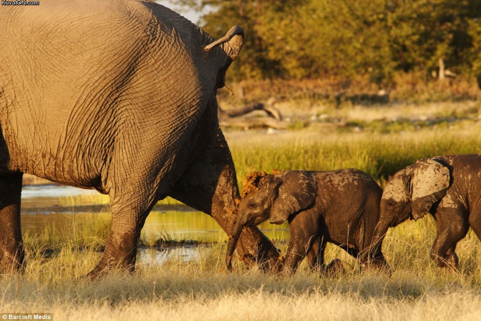 elephant_failure.jpg