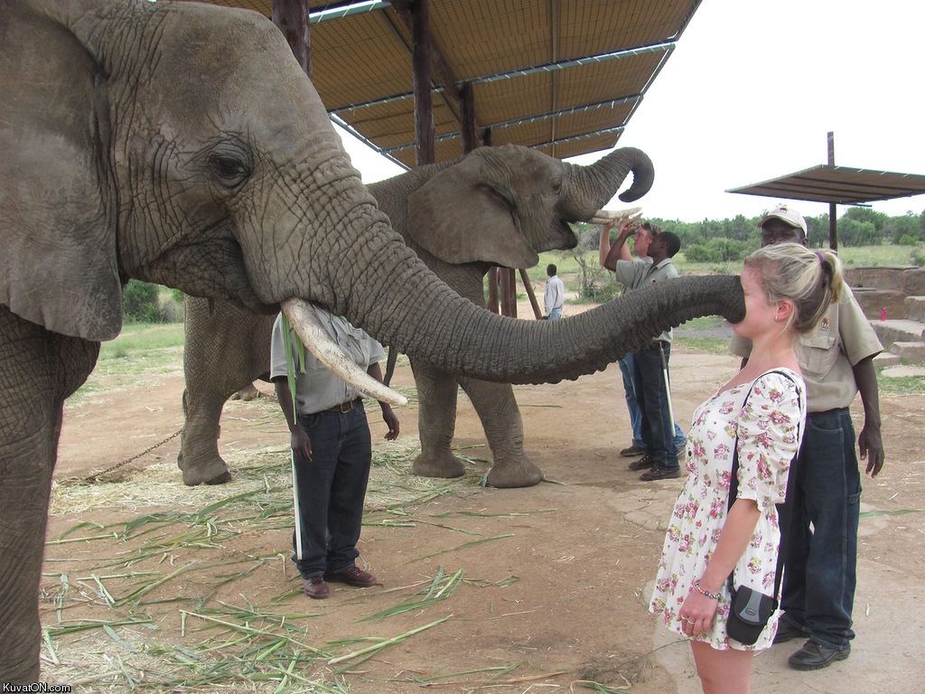 elephant_kiss.jpg