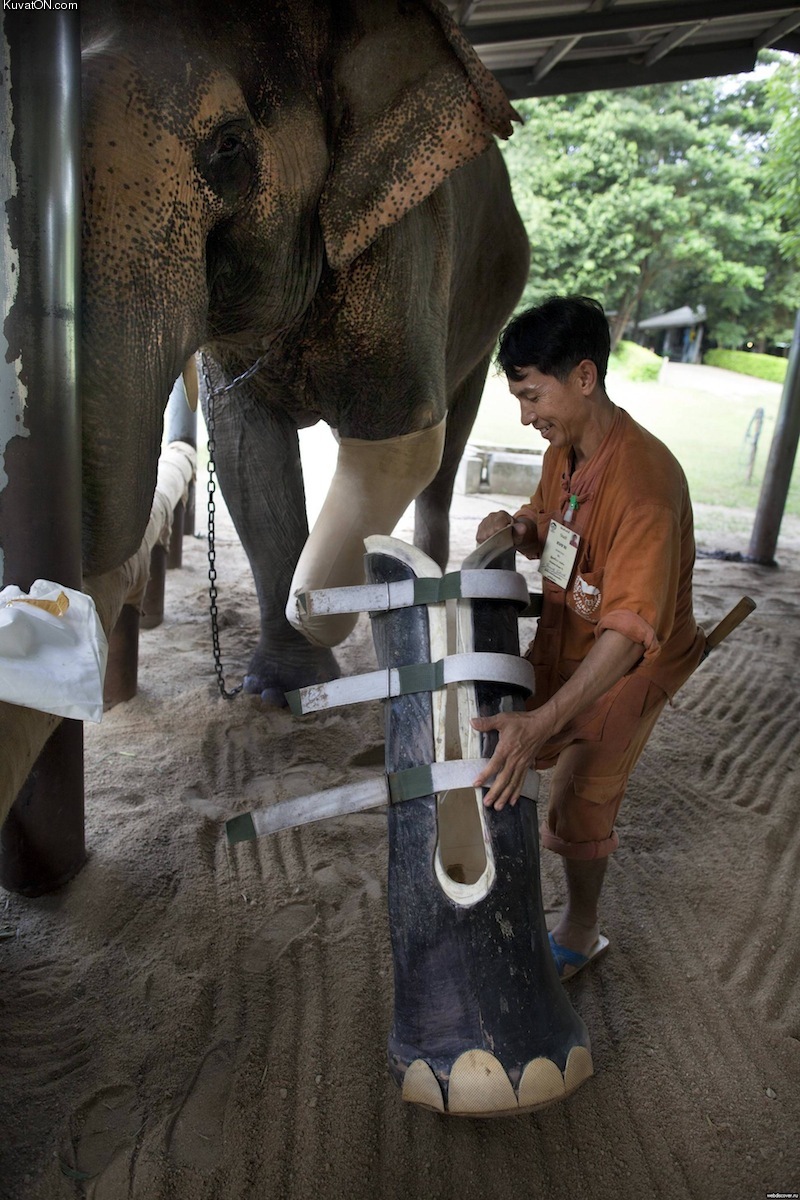 elephant_prosthesis.jpg