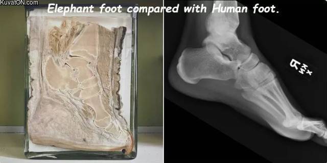elephantfoot.jpg
