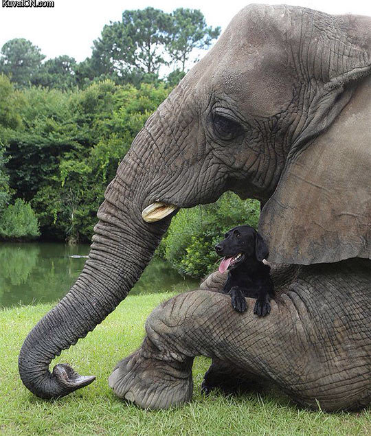 elephants_best_friend.jpg