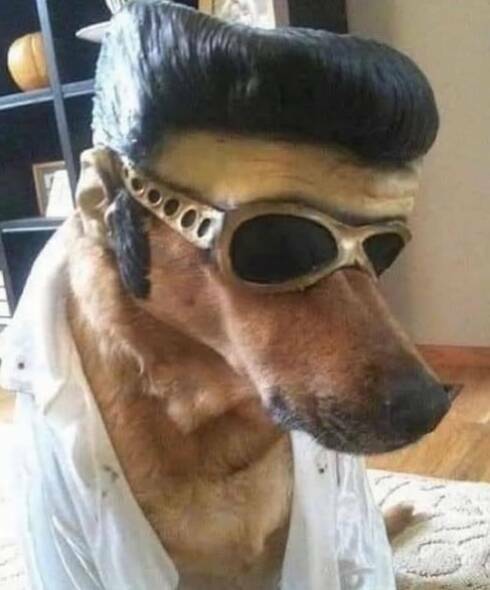 elvisdoge.jpg
