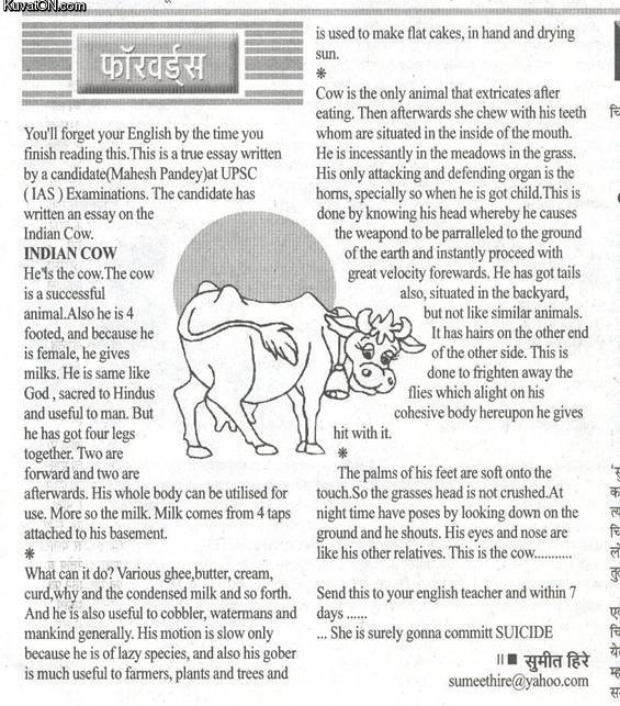 english_essay_indian_cow.jpg