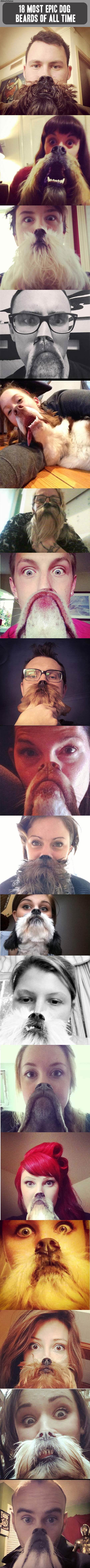 epic_dog_beards.jpg
