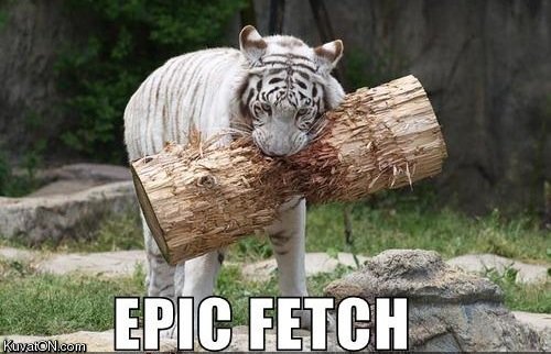 epic_fetch_cat.jpg