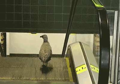 escalator_bird.gif