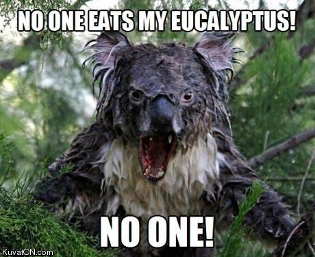 eucalyptus2.jpg