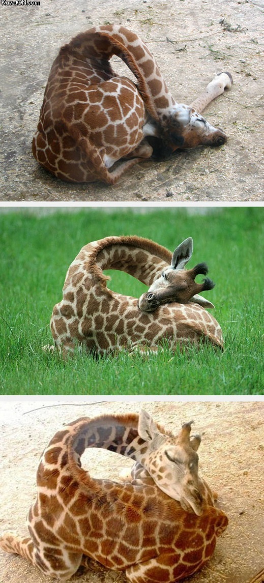 ever_seen_a_giraffe_sleeping.jpg