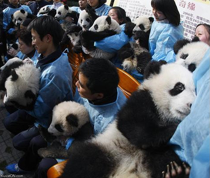 everybody_loves_free_panda_day_at_the_ball_park.jpg