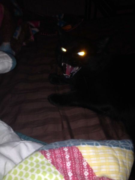 evilcat4.jpg