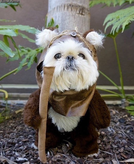 ewok_canine.jpg