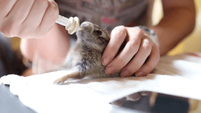 excited_baby_bunny_enjoys_his_milk.gif