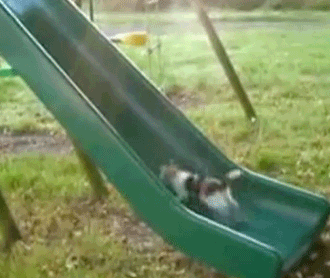 exercise_cat.gif