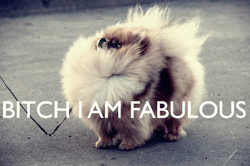 fabulous_dog.gif