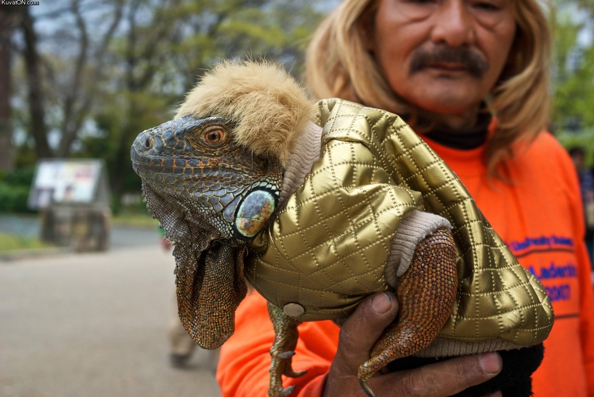 fabulous_iguana.jpg