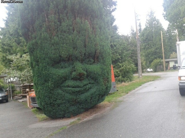 facebush.jpg