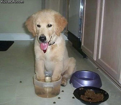 failure_dog.jpg
