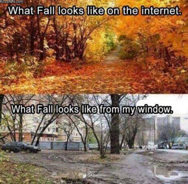 fall.jpg
