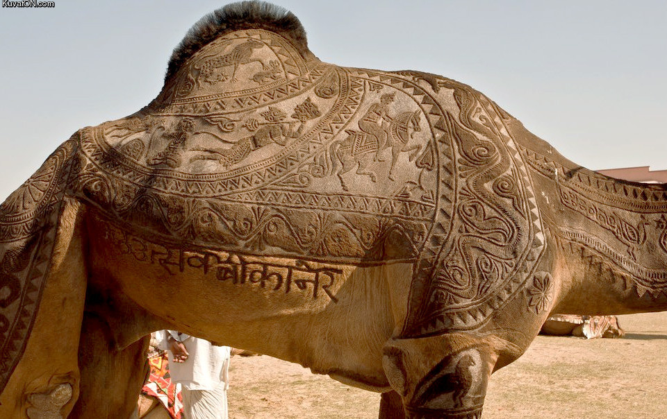 fancy_camel_haircut.jpg