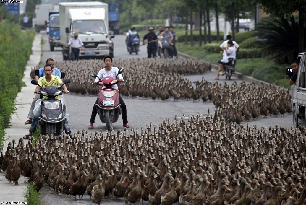 farmers_herd_a_flock_of_ducks_along_a_street_towards_a_pond_as_residents_drive_next_to_them_in_taizhou_china.jpg