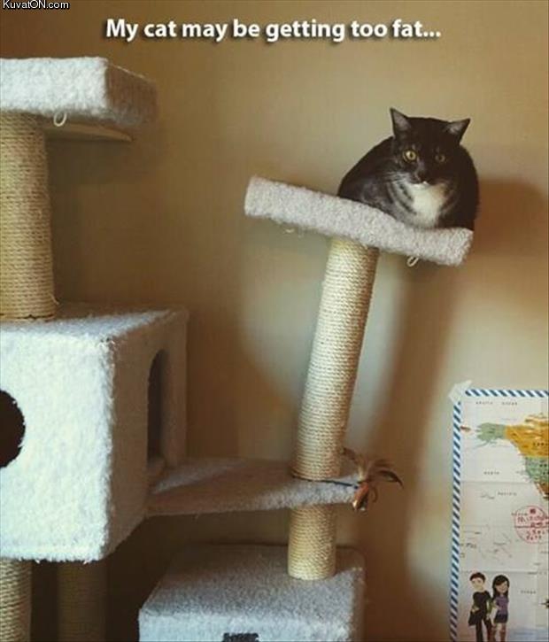 fat_cat_2.jpg