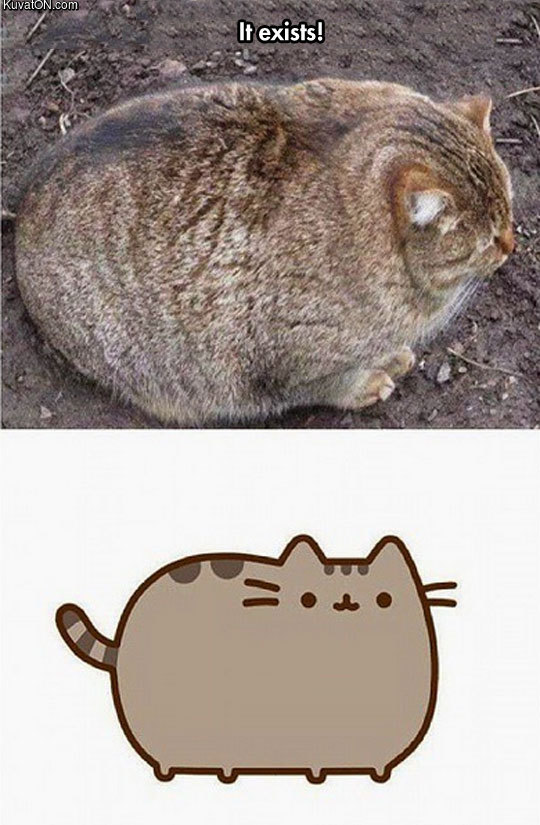 fat_cat_real_pusheen.jpg
