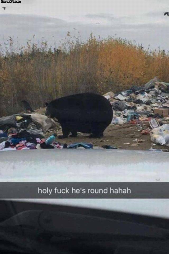 fatbear.jpg