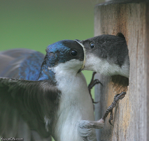 feeding_time_omnomnomnom.jpg