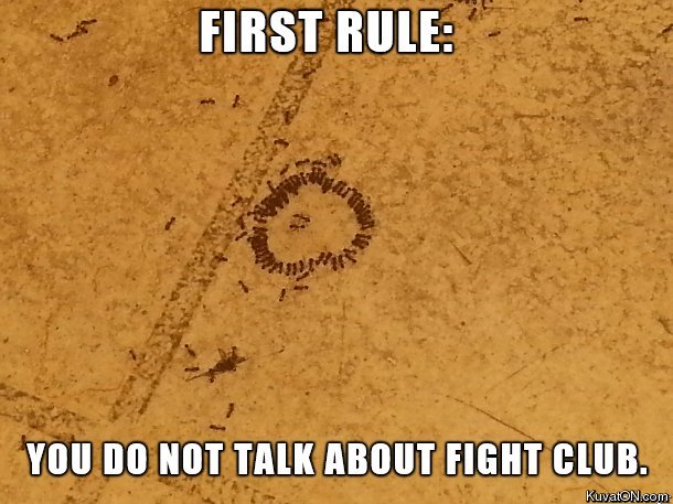 fight_club.jpg