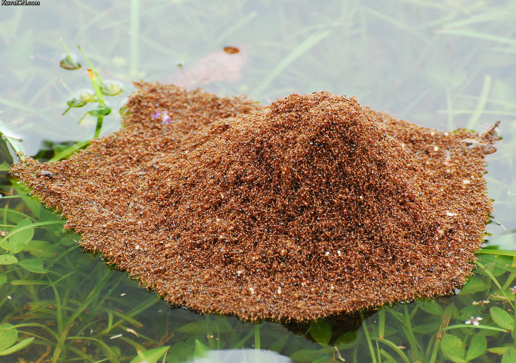 fire_ants_become_navy_ants.jpg