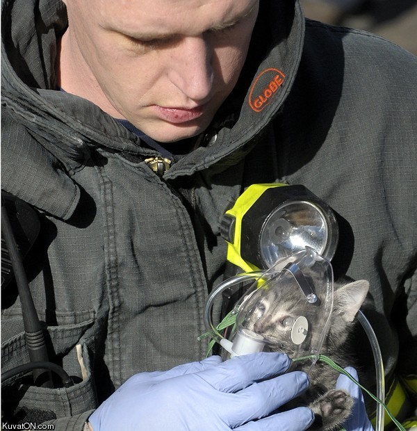 firefighter_kitten_oxygen.jpg