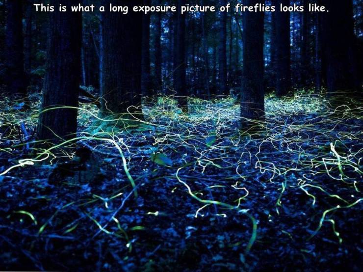 fireflies.jpg