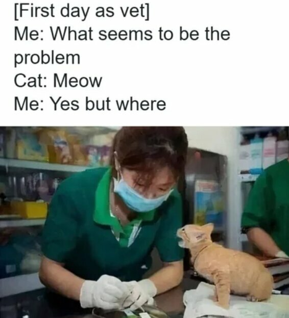 first_day_as_vet.jpg