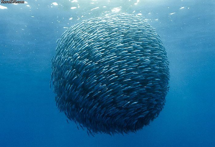 fish_ball.jpg