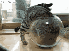 fishbowl.gif