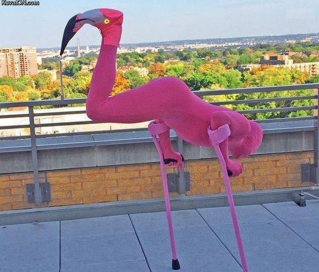 flamingo4.jpg