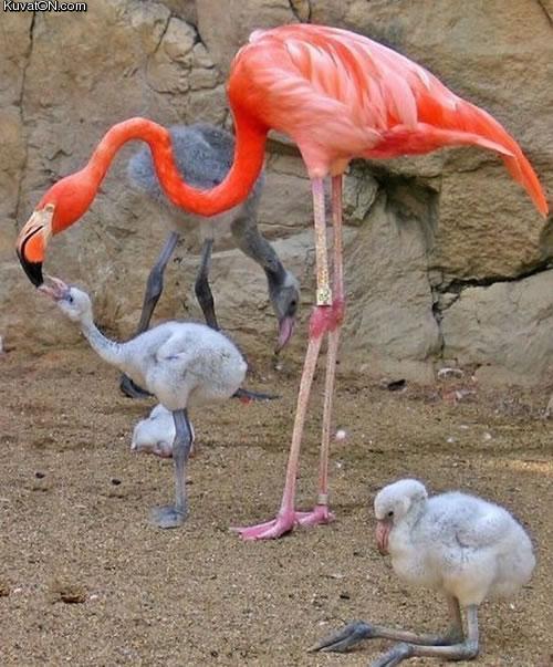 flamingos.jpg