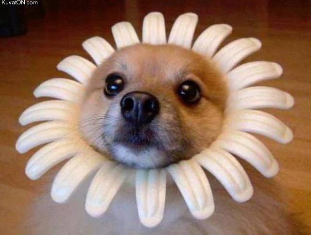 flowerdoge.jpg