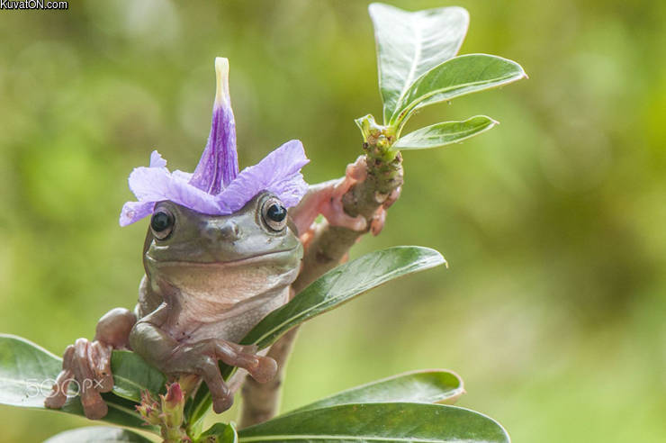 flowerhat.jpg