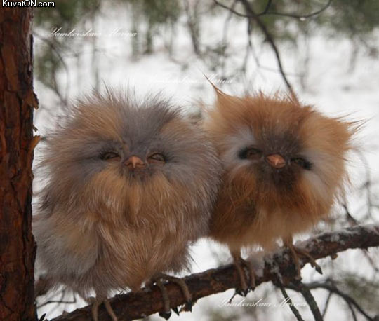 fluffy_baby_owls.jpg