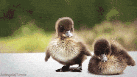 fluffy_ducky.gif