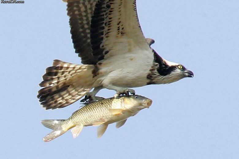 flying_fish.jpg