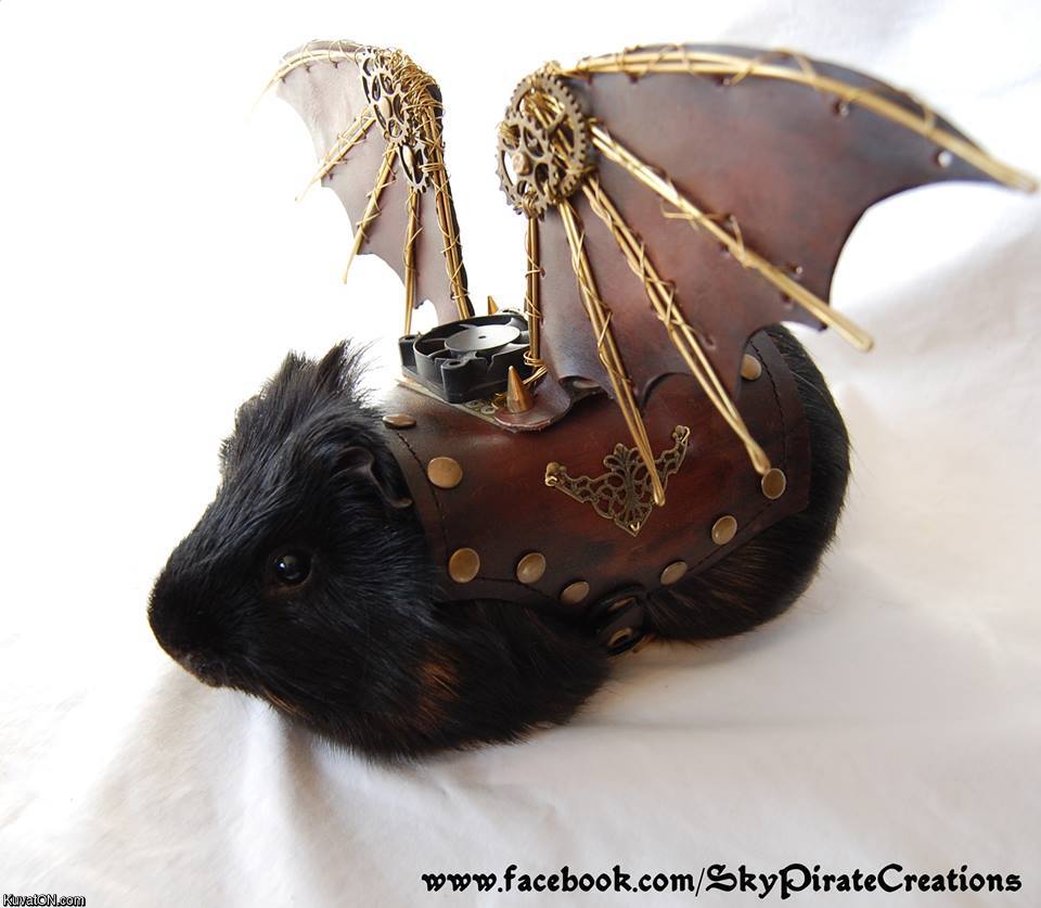 flying_guinea_pig.jpg
