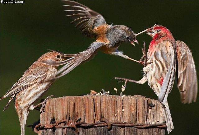 food_fight_birds2.jpg