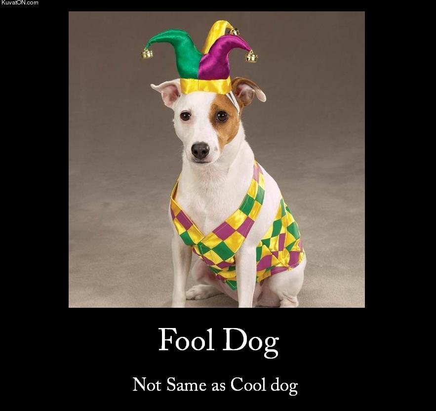 fool_dog.jpg