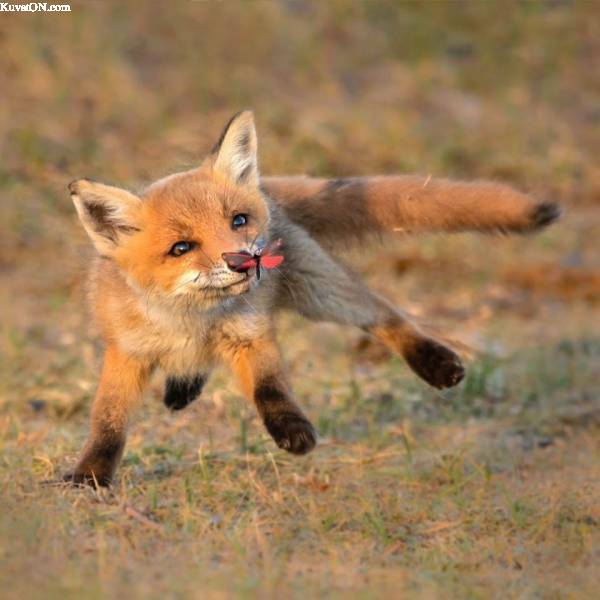 fox04.jpg